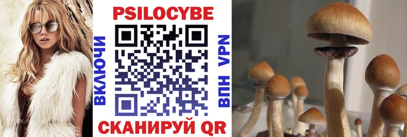mega как войти  Волхов  Псилоцибиновые грибы Psilocybe 